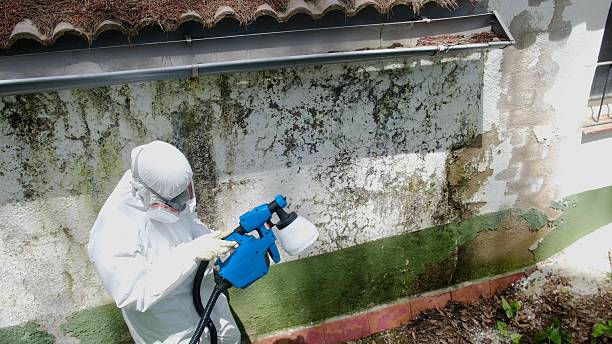 Trusted Mold Remediation service in Frostburg, MD - Cheap Mold Removal